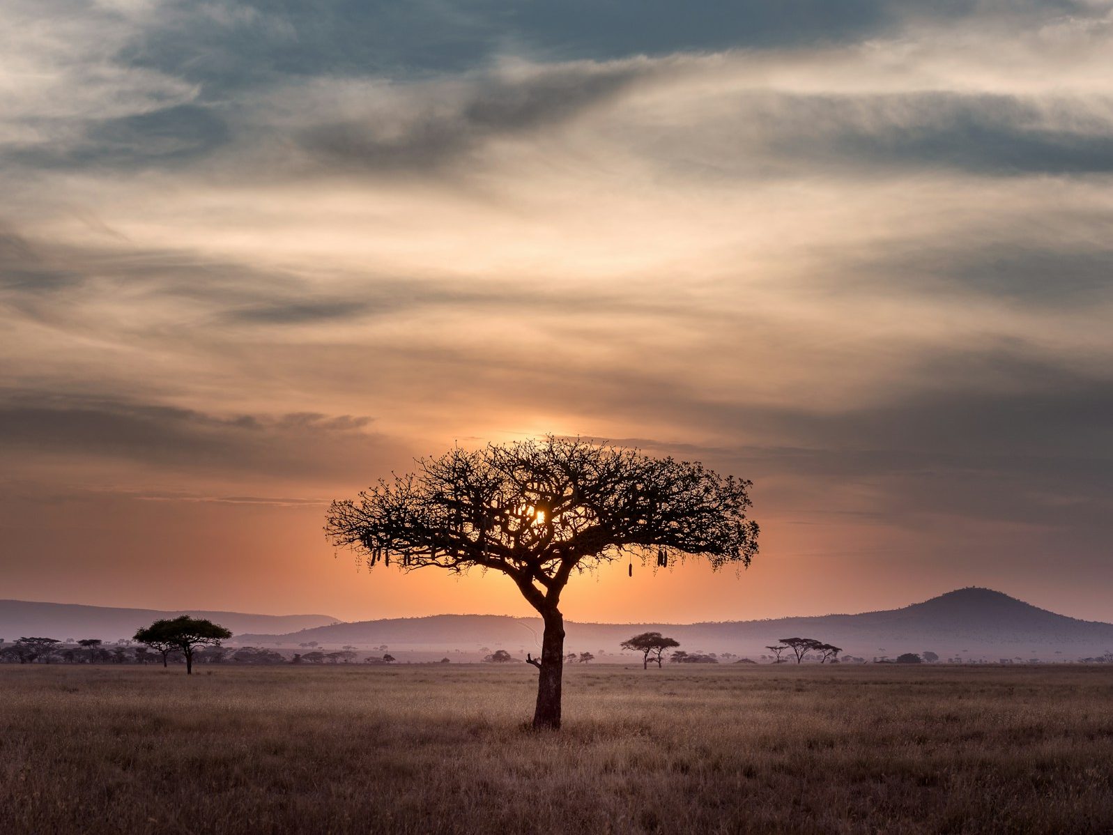 safari en Tanzanie serengeti