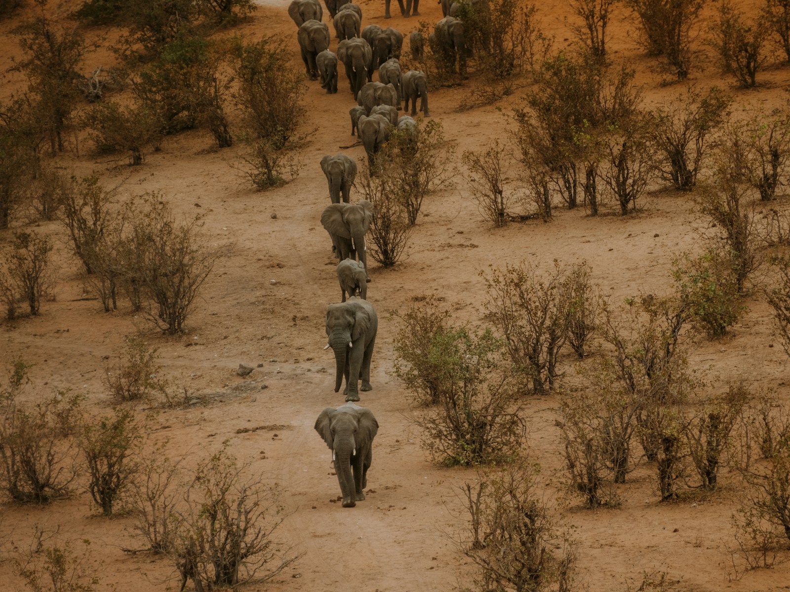 Safari Zimbabwe : A la rencontre de la faune sauvage africaine