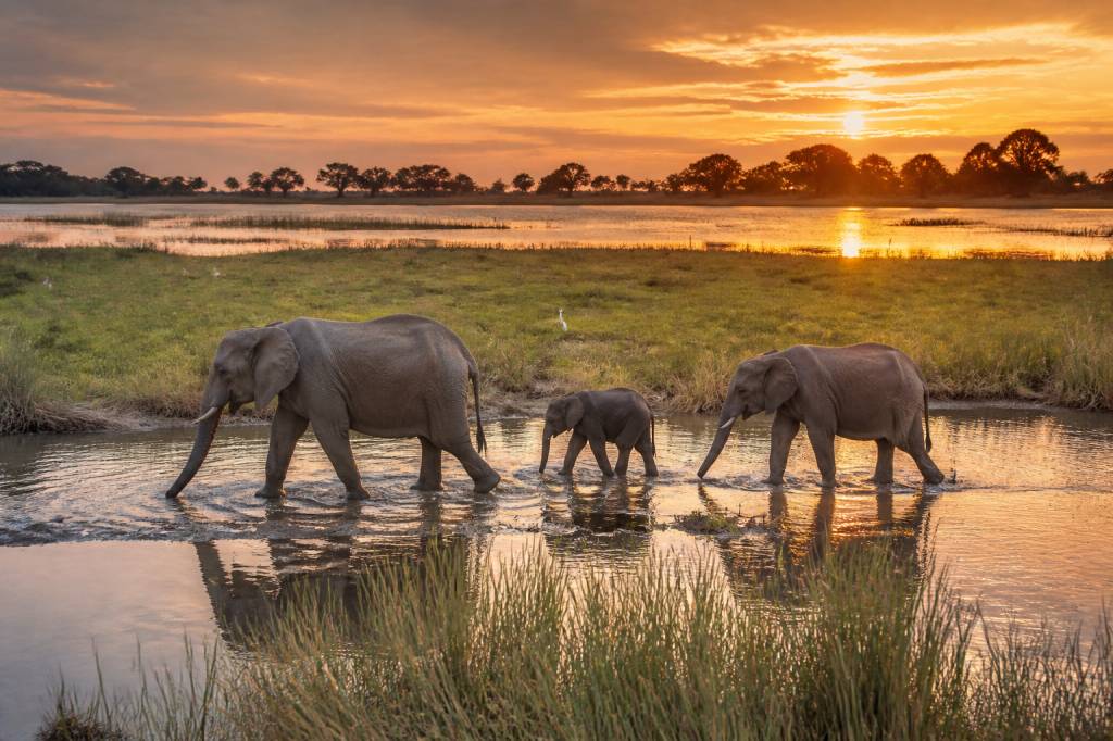 Safari botswana : les plus beaux paysages à découvrir